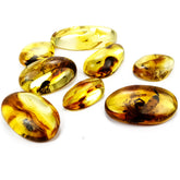 Natural Amber Free Shape Cabochons With Insects